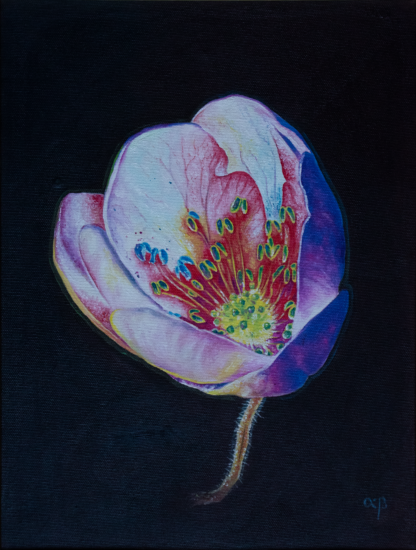 Floarea Imortalității, ulei per pânză, 30 x 40 cm.